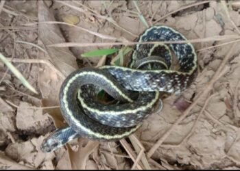 राजुरा येथे वन्यजीव संवर्धन समितीने दिले भारतातील अतिशय दुर्मिळ इंडियन एग ईटर सापाला जीवनदान.