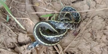 राजुरा येथे वन्यजीव संवर्धन समितीने दिले भारतातील अतिशय दुर्मिळ इंडियन एग ईटर सापाला जीवनदान.