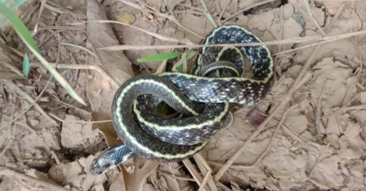 राजुरा येथे वन्यजीव संवर्धन समितीने दिले भारतातील अतिशय दुर्मिळ इंडियन एग ईटर सापाला जीवनदान.