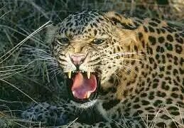 बिबट्याने घरात झोपून असलेल्या चिमुकल्या मुलीवर केला हल्ला, मुलगी गंभीर जखमी.