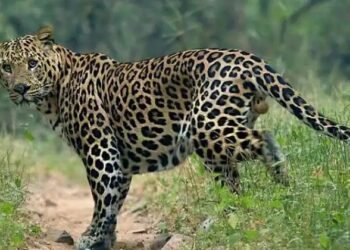 संगमनेर तालुक्यात बिबट्याने घेतला धुमाकूळ, 2 शेळ्या व 2 बोकड फस्त, नागरिकात दहशत.