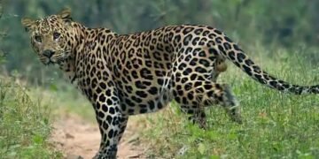 संगमनेर तालुक्यात बिबट्याने घेतला धुमाकूळ, 2 शेळ्या व 2 बोकड फस्त, नागरिकात दहशत.