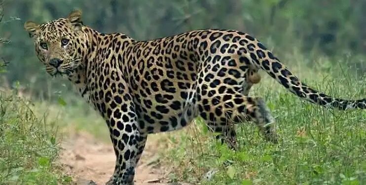 संगमनेर तालुक्यात बिबट्याने घेतला धुमाकूळ, 2 शेळ्या व 2 बोकड फस्त, नागरिकात दहशत.