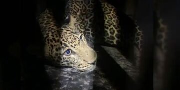 नाशिक बिबट्या शिरला एका बंगल्यात, संपूर्ण परिसरातील नागरिक दहशत मध्ये…