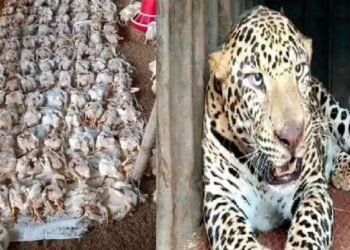 सिन्नर भागात तर बिबट्याने अक्षरशः दहशत, बिबट्याने पोल्ट्रीत प्रवेश करून 200 हून अधिक कोंबड्या फस्त.