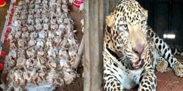 सिन्नर भागात तर बिबट्याने अक्षरशः दहशत, बिबट्याने पोल्ट्रीत प्रवेश करून 200 हून अधिक कोंबड्या फस्त.