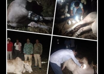 डोंगरगाव: कृषी मित्र तथा सर्वोत्कृष्ट शेतकरी पुरस्कार प्राप्त देवराव शेडमाके यांच्या बैलावर रानड्डकराचा हला बैलाच्या मागच्या पायाची नस तूटली तिन तासानंतर ऑपरेशनाला यश.