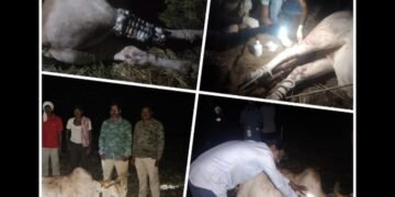 डोंगरगाव: कृषी मित्र तथा सर्वोत्कृष्ट शेतकरी पुरस्कार प्राप्त देवराव शेडमाके यांच्या बैलावर रानड्डकराचा हला बैलाच्या मागच्या पायाची नस तूटली तिन तासानंतर ऑपरेशनाला यश.