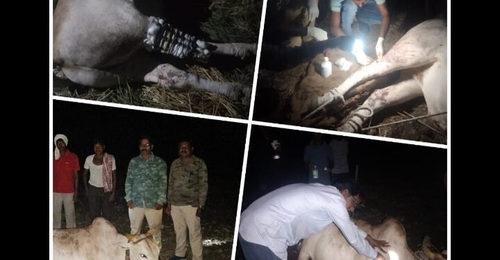 डोंगरगाव: कृषी मित्र तथा सर्वोत्कृष्ट शेतकरी पुरस्कार प्राप्त देवराव शेडमाके यांच्या बैलावर रानड्डकराचा हला बैलाच्या मागच्या पायाची नस तूटली तिन तासानंतर ऑपरेशनाला यश.