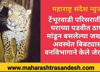 सिन्नर तालुक्यातील टेंभूरवाडी परिसरातील घराच्या ठाण मांडून बसलेल्या जखमी अवस्थेत बिबट्यास वनविभागाने केले जेरबंद.