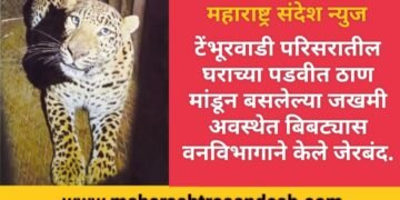 सिन्नर तालुक्यातील टेंभूरवाडी परिसरातील घराच्या ठाण मांडून बसलेल्या जखमी अवस्थेत बिबट्यास वनविभागाने केले जेरबंद.