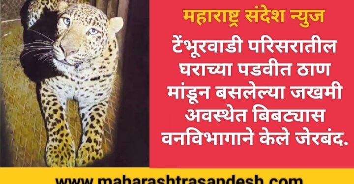 सिन्नर तालुक्यातील टेंभूरवाडी परिसरातील घराच्या ठाण मांडून बसलेल्या जखमी अवस्थेत बिबट्यास वनविभागाने केले जेरबंद.