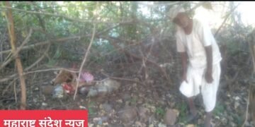 हिंगणा तालुक्यातील डेगमा खूर्द, वाघाच्या हल्ल्यात गाय ठार, परिसरात दहशत.