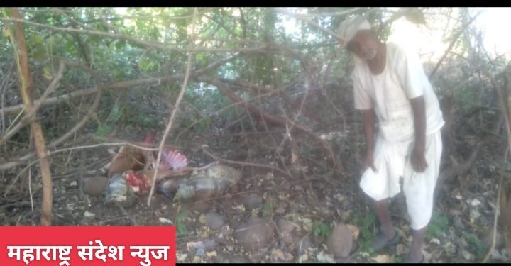 हिंगणा तालुक्यातील डेगमा खूर्द, वाघाच्या हल्ल्यात गाय ठार, परिसरात दहशत.