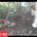 हिंगणा तालुक्यातील डेगमा खूर्द, वाघाच्या हल्ल्यात गाय ठार, परिसरात दहशत.
