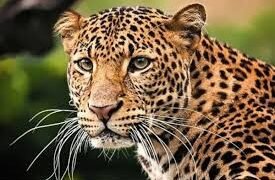 ९ वर्षाच्या गौरीवर बिबट्याने केला हल्ला, प्रसंगवाधनाने मुलीचे प्राण वाचले, परिसरात भीतीचे वातावरण.