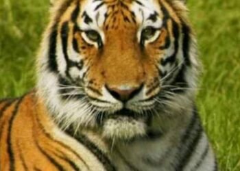 कुऱ्हाड येथील उमरदे शिवारात बिबट्याने बळी घेतला गाईचा, एखाद्या दिवशी जीव जाईल कुणाच्यातरी आई, बाईचा तर जगणार काय वन विभाग.