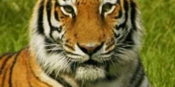 कुऱ्हाड येथील उमरदे शिवारात बिबट्याने बळी घेतला गाईचा, एखाद्या दिवशी जीव जाईल कुणाच्यातरी आई, बाईचा तर जगणार काय वन विभाग.