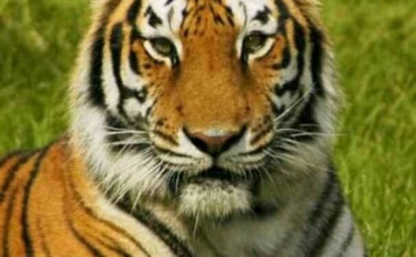 कुऱ्हाड येथील उमरदे शिवारात बिबट्याने बळी घेतला गाईचा, एखाद्या दिवशी जीव जाईल कुणाच्यातरी आई, बाईचा तर जगणार काय वन विभाग.