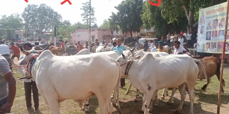 प्राण्यांची वाहतुक व बाजारास अटींच्या अधीन राहून मान्यता व काही अटींचे पालन करणे बंधनकारक राहणार