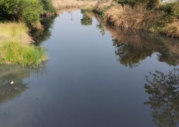 रसायन युक्त पाण्यामुळे ब्राह्मणी येथील खडक नदी दूषित, शेती, प्राणी व नागरिकांच्या आरोग्यावर परिणाम.