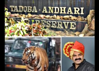 १ कुटुंब १ रोजगार ही योजना राबवा, ताडोबा क्षेत्रातील समस्त गावांना समान रोजगाराची संधी द्या: सुरज ठाकरे आक्रमक