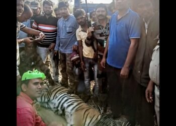 नागभीड तालुक्यातील ब्रम्हपुरी परिसरातील दहशत माजविणारा नरभक्षी वाघ जेरबंद.