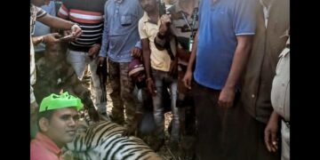 नागभीड तालुक्यातील ब्रम्हपुरी परिसरातील दहशत माजविणारा नरभक्षी वाघ जेरबंद.