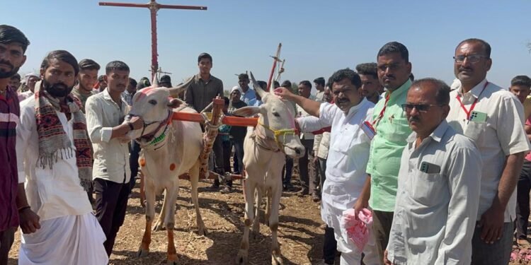 पाचोरा तालुक्यातील शनीधाम येथे बैल गाडी शर्यतीचे भव्य उद्घाटन : अनेक बैलगाडींचा समावेश.