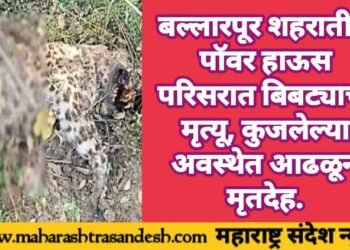 बल्लारपूर शहरातील पॉवर हाऊस परिसरात बिबट्याचा मृत्यू, कुजलेल्या अवस्थेत आढळून मृतदेह