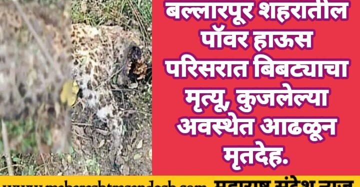 बल्लारपूर शहरातील पॉवर हाऊस परिसरात बिबट्याचा मृत्यू, कुजलेल्या अवस्थेत आढळून मृतदेह
