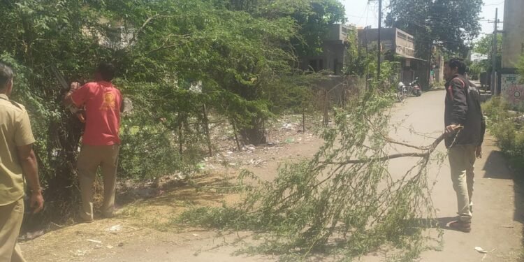 रस्त्यालगत काटेरी झाड तोडण्यासाठी निवेदना द्वारे उमेश इंगळे यांच्या मागणीची महानगर पालिका प्रशासनाने घेतली दखल.