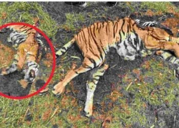 डोंगरगाव सूकवासी भागात वाघिणीसह बछड्याचा आढळला मृतदेह, शिकार की नैसर्गिक मृत्यू, ‘या’ कारणामुळं संशय वाढला.