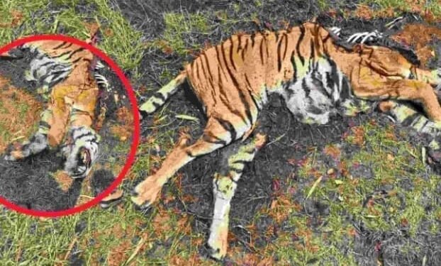 डोंगरगाव सूकवासी भागात वाघिणीसह बछड्याचा आढळला मृतदेह, शिकार की नैसर्गिक मृत्यू, ‘या’ कारणामुळं संशय वाढला.