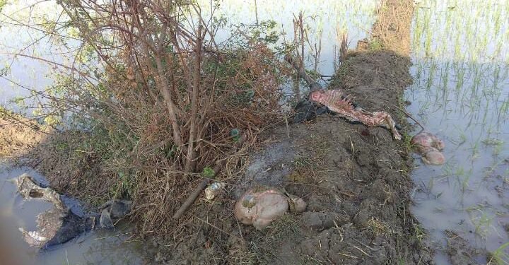 लाखांदूर तालुक्यातील दोनाड येथे लांडग्यांच्या हल्ल्यात 3 शेळ्या ठार.