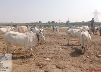 पोळसा येथील आठवडी बैल बाजार रविवार ऐवजी आता शनिवारला भरणार.