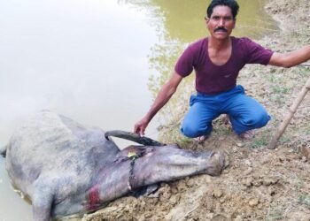 मसाळा तुकुम येथे वाघाने केली म्हशीची शिकार, म्हैश पालक चिंताग्रस्त, नुसकान भरपाईची मागणी.