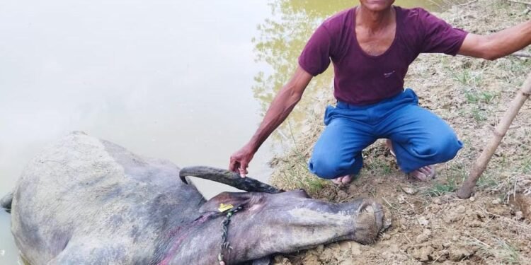 मसाळा तुकुम येथे वाघाने केली म्हशीची शिकार, म्हैश पालक चिंताग्रस्त, नुसकान भरपाईची मागणी.