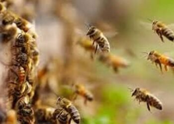 मधमाशांनी केला परीक्षा केंद्रावरच हल्ला, तीन विद्यार्थी शिक्षक जखमी, पेलोरा येथील परीक्षा केंद्रावरील घटना.