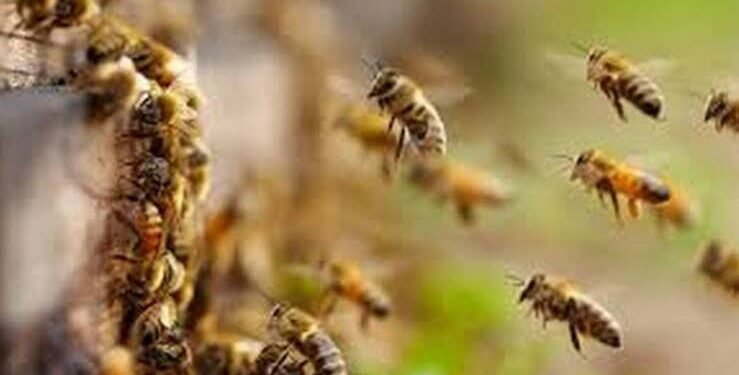 मधमाशांनी केला परीक्षा केंद्रावरच हल्ला, तीन विद्यार्थी शिक्षक जखमी, पेलोरा येथील परीक्षा केंद्रावरील घटना.