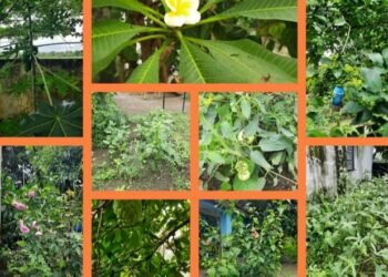 यवतमाळ जिल्हातील परसबाग उपक्रमात झरी जामनी तालुक्यात  जिल्हा प. प्रा. शाळा दुर्गापूर प्रथम क्रमांक