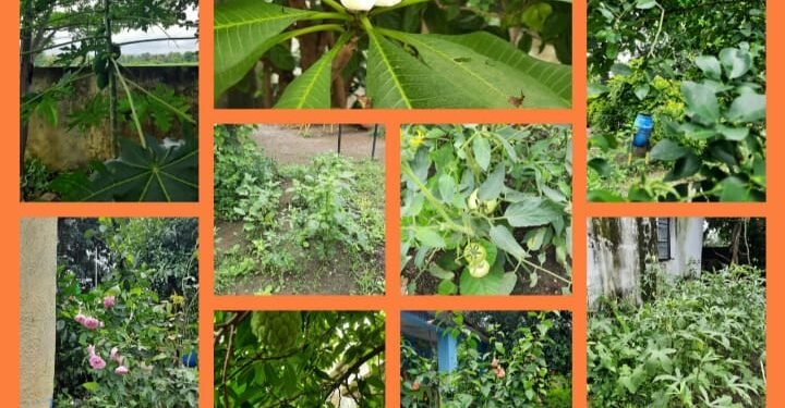 यवतमाळ जिल्हातील परसबाग उपक्रमात झरी जामनी तालुक्यात  जिल्हा प. प्रा. शाळा दुर्गापूर प्रथम क्रमांक