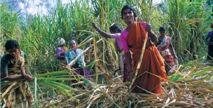 वाशिम जिल्हातील आश्रमशाळेत ऊसतोड कामगारांसाठी शिबीराचे आयोजन.