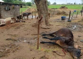 वीज पडून शेतकऱ्याच्या दोन गाई ठार नांदगाव (पोडे) येथील घटना दुग्ध व्यवसाय बुडाल्याने शेतकऱ्याचे नुकसान.