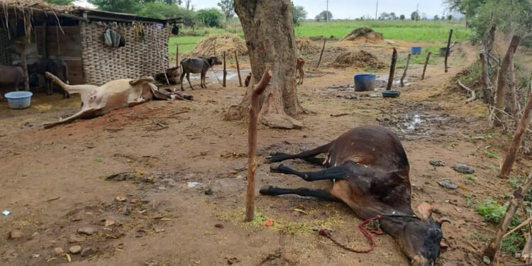 वीज पडून शेतकऱ्याच्या दोन गाई ठार नांदगाव (पोडे) येथील घटना दुग्ध व्यवसाय बुडाल्याने शेतकऱ्याचे नुकसान.