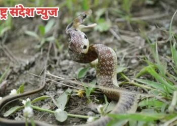 तेंदूपत्ता तोडताना विषारी सापाचा सर्पदंश महिला गंभीर जखमी, धाबा वनपरिक्षेत्र अंतर्गातील घटना.