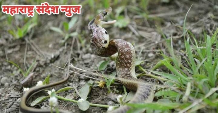 तेंदूपत्ता तोडताना विषारी सापाचा सर्पदंश महिला गंभीर जखमी, धाबा वनपरिक्षेत्र अंतर्गातील घटना.