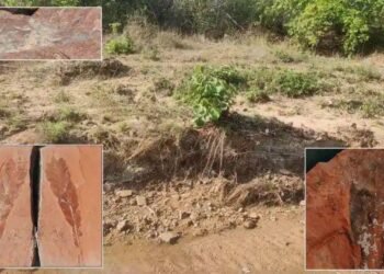 चंद्रपूर जिल्हात मिळाली 20 कोटी वर्ष जुनी पुरातन पानांची सुंदर जिवाष्मे.