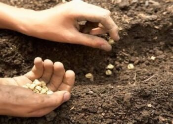 शेतकऱ्यांनी आर. आर नावाने विकल्या जाणारे बोगस बिटी बियाणे खरेदी करु नये.