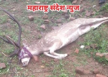 वनविभाग व सेव्ह फॉरेस्ट सेव्ह चंद्रपूरच्या सदस्यांच्या समय सूचकतेने वाचला चीतळाचा जीव.